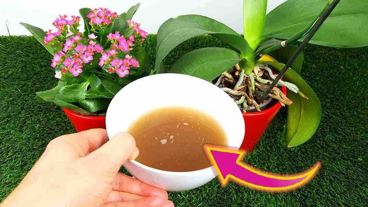 floración explosiva con fertilizante