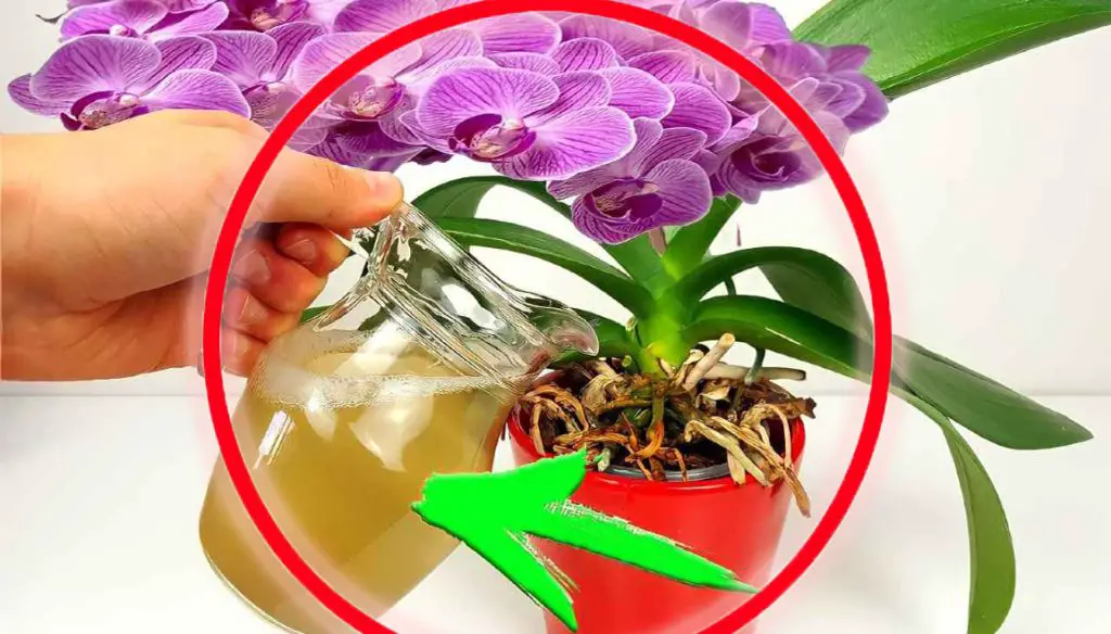 Floración inmediata y exuberante, úsala en tus plantas: ¡es mucho más potente que el agua! – Mis Consejos Jardinería