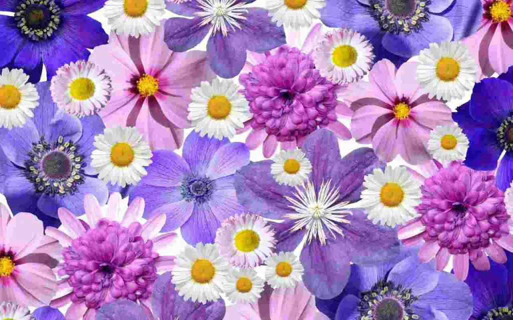 Flores de Pascua: aquí están las más adecuadas para decorar la mesa navideña – Mis Consejos Jardinería