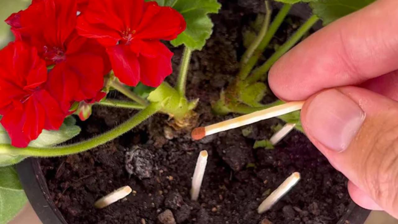 coincidencias en las plantas