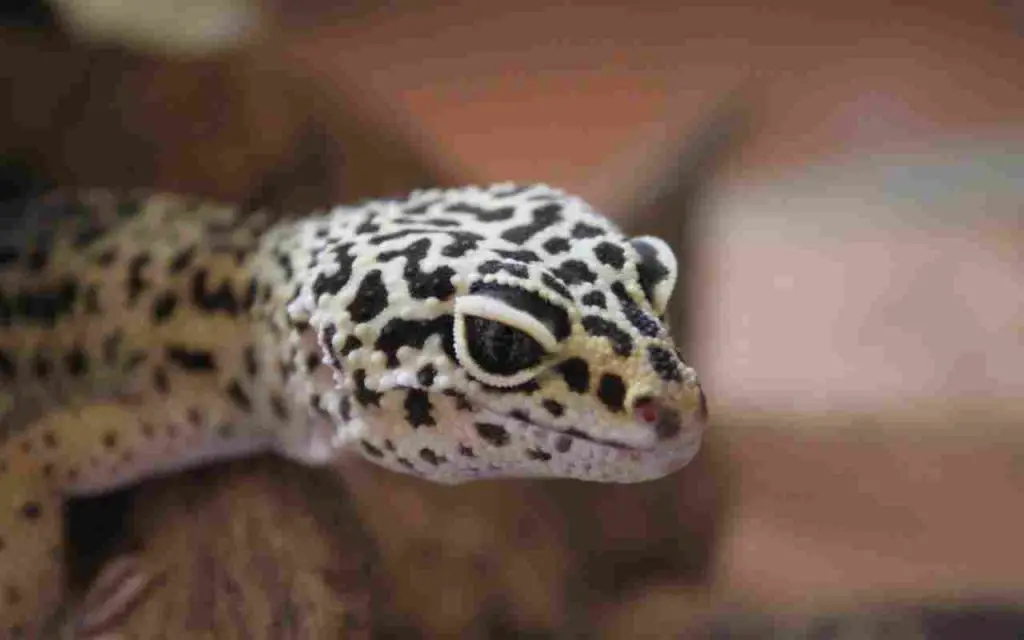 Geckos en casa: así es como mantenerlos alejados de forma natural, el truco – Mis Consejos Jardinería