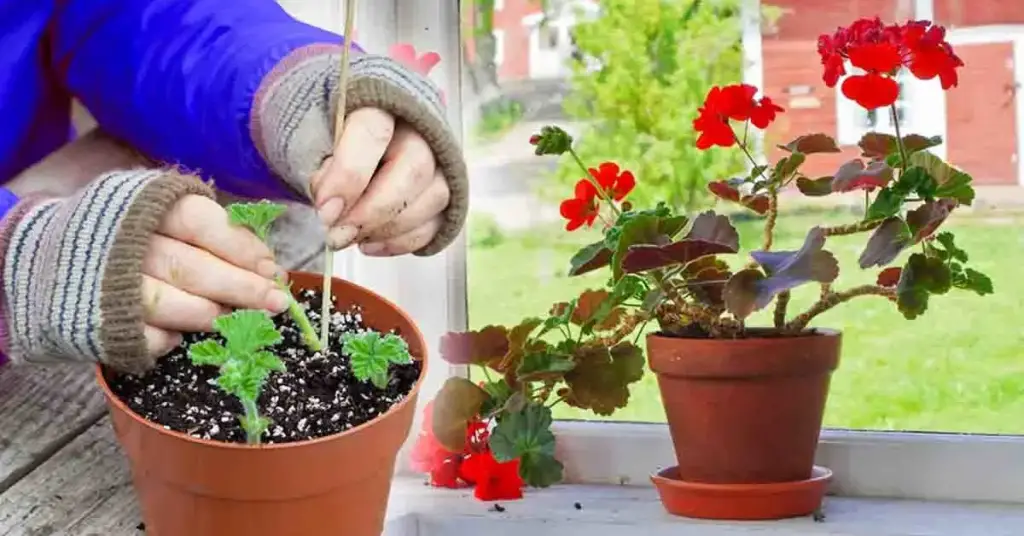 Geranio: aquí se explica cómo ayudar a esta planta a sobrevivir el invierno – Mis Consejos Jardinería