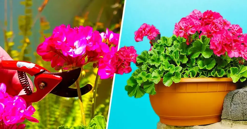 Geranio: ¿cuándo y cómo podarlo para una floración espectacular? – Mis Consejos Jardinería