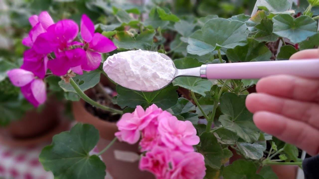 Remedios con granos en flor