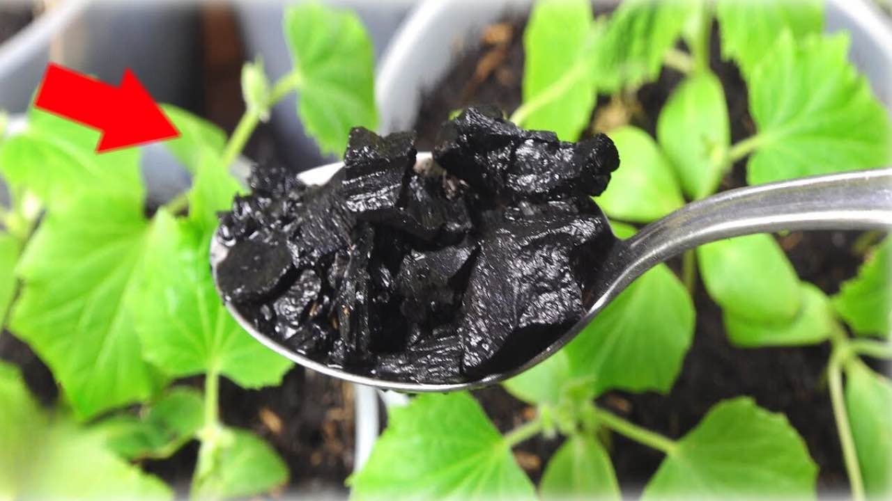 El ingrediente produce plantas enormes