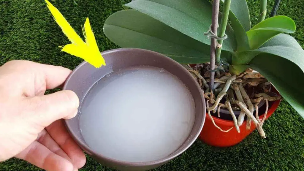 Hacía años que no florecía, ahora está todo en capullos: nunca había alcanzado un crecimiento tan rápido – Mis Consejos Jardinería