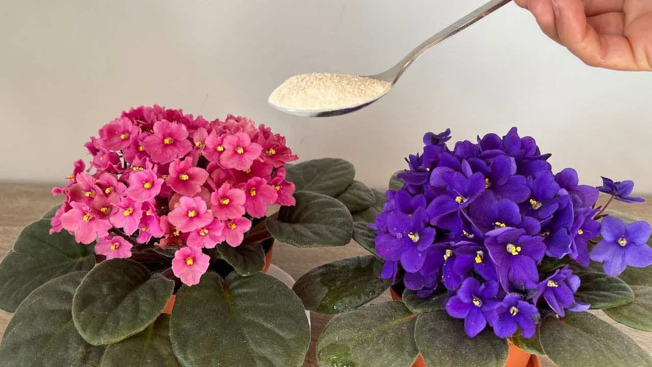Cómo hacer que florezcan las violetas