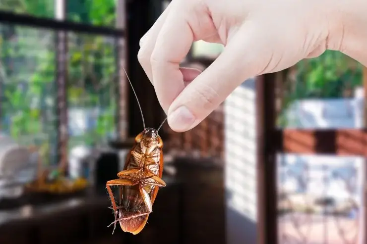 Hago esta mezcla letal para insectos y ya no tengo cucarachas, hormigas, mosquitos en la casa – Mis Consejos Jardinería