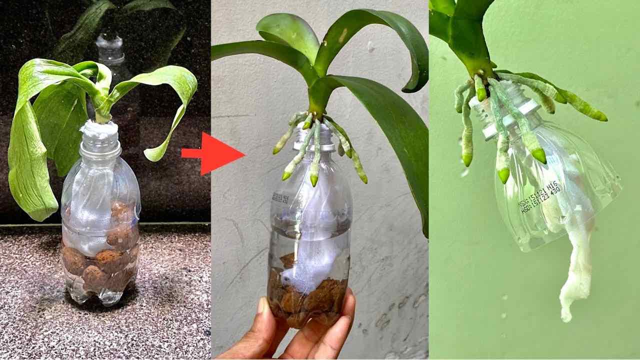 orquídea en una botella