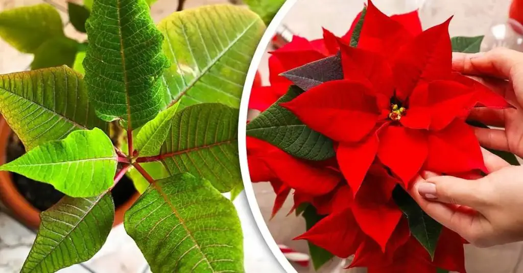 Haz que tu flor de Pascua sea roja y hermosa antes de Navidad con 4 trucos infalibles – Mis Consejos Jardinería