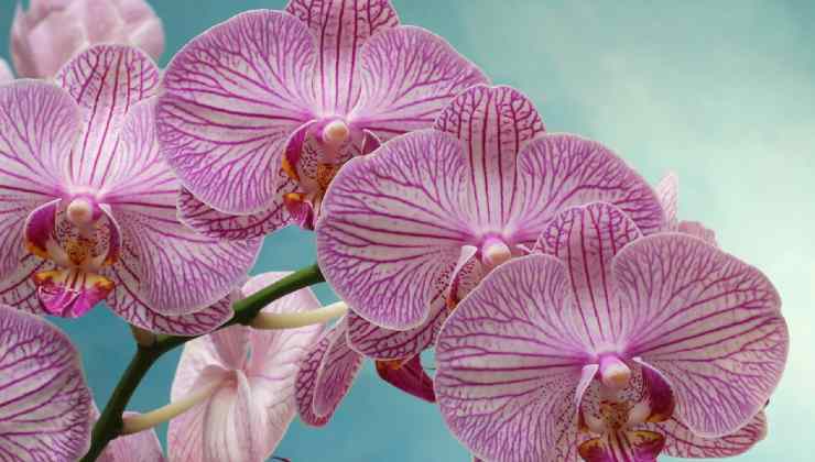 orquídea exuberante