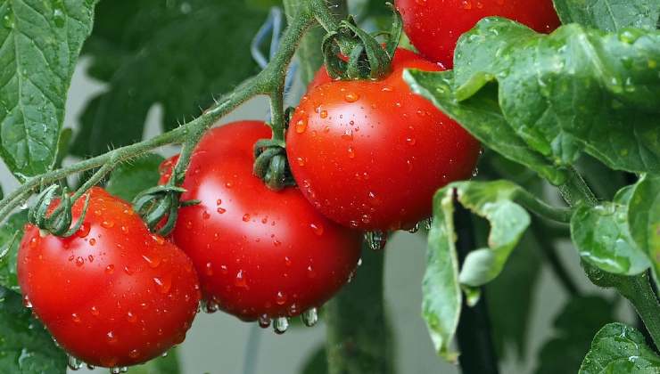 Cultivo de tomates 