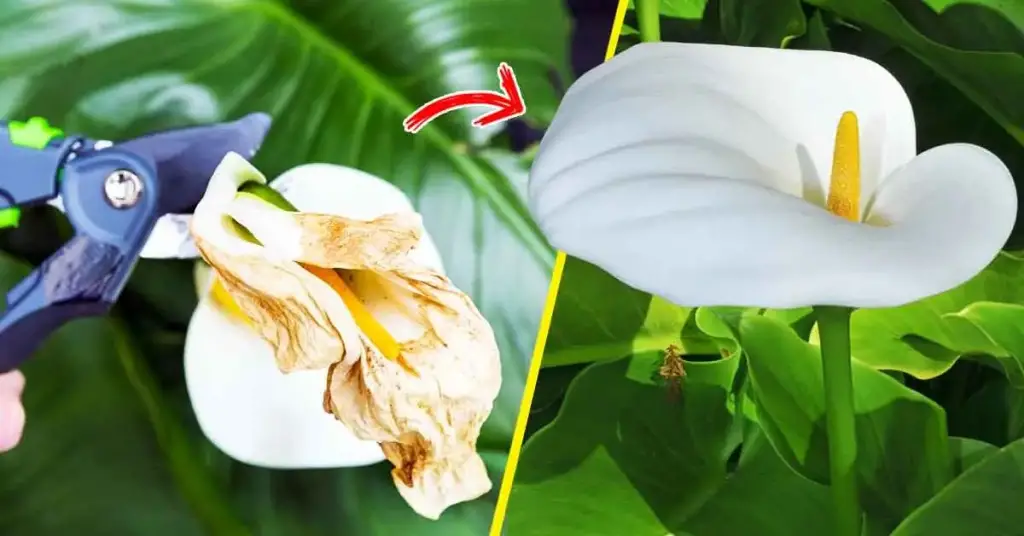 He aquí cómo cuidar el aro blanco para que florezca, perfume la casa y nunca se desvanezca. – Mis Consejos Jardinería