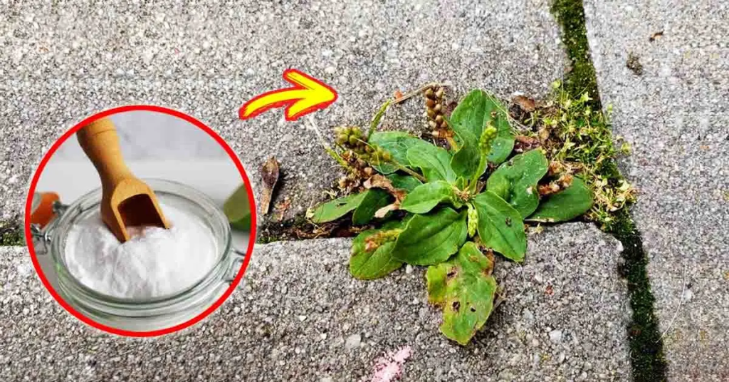 He aquí cómo deshacerse de las malas hierbas que infestan el jardín con remedios naturales e ingeniosos – Mis Consejos Jardinería