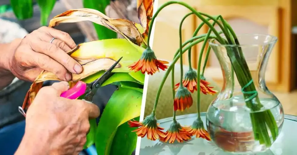 He aquí cómo evitar que las plantas se sequen – Mis Consejos Jardinería