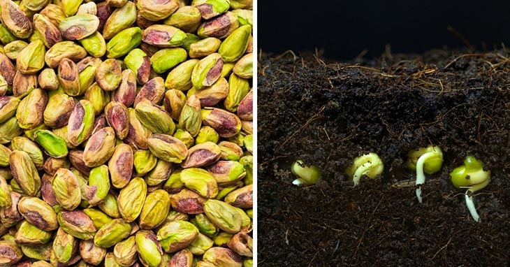 cultivo de pistacho