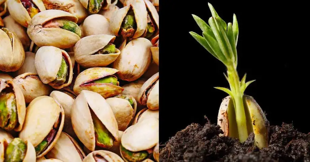 He aquí cómo germinar y cultivar pistachos en maceta muy fácilmente – Mis Consejos Jardinería
