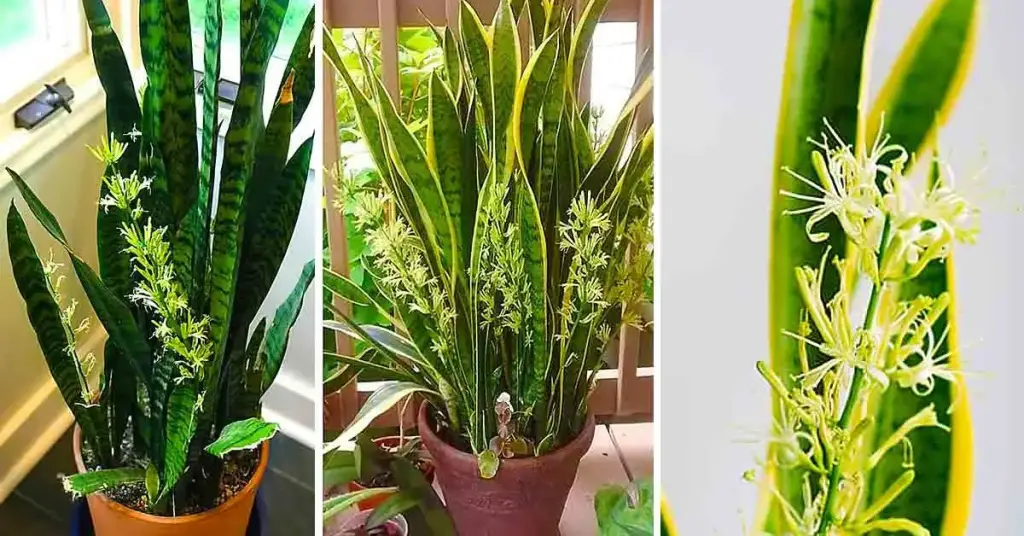 He aquí cómo hacer que la lengua de una suegra florezca para perfumar toda la casa – Mis Consejos Jardinería