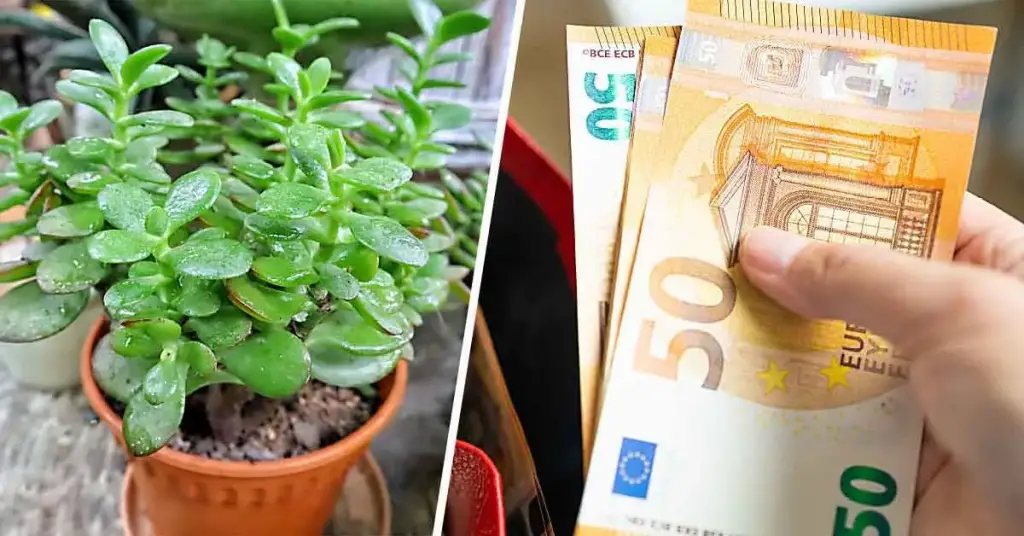 He aquí cómo hacer que un árbol de jade florezca para atraer la buena suerte y la prosperidad – Mis Consejos Jardinería