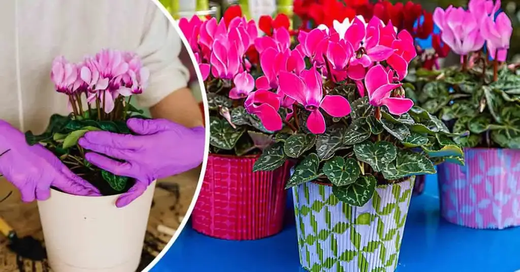 He aquí cómo multiplicar ciclamen y tener un balcón lleno de flores de una sola planta – Mis Consejos Jardinería