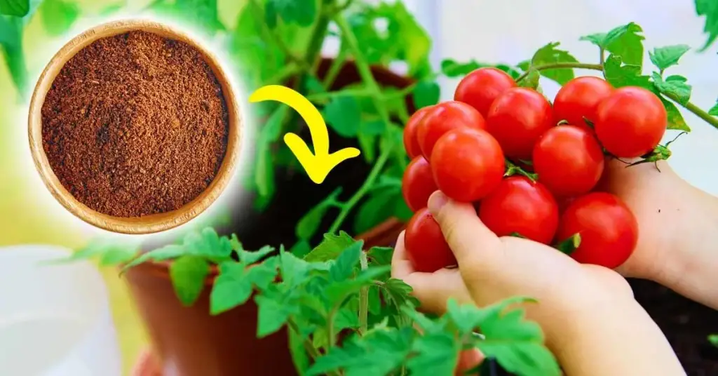 He aquí cómo promover el crecimiento de las plantas de tomate de forma natural. – Mis Consejos Jardinería