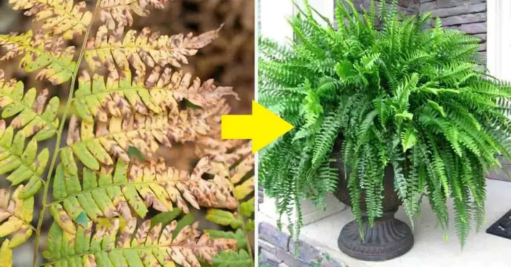 He aquí cómo revivir un helecho casi seco, cuidarlo, reproducirlo y plantarlo – Mis Consejos Jardinería