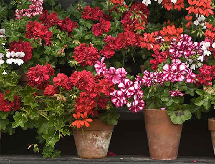 He aquí cómo tener hermosos y coloridos geranios para embellecer el jardín 2 geranios de jardín