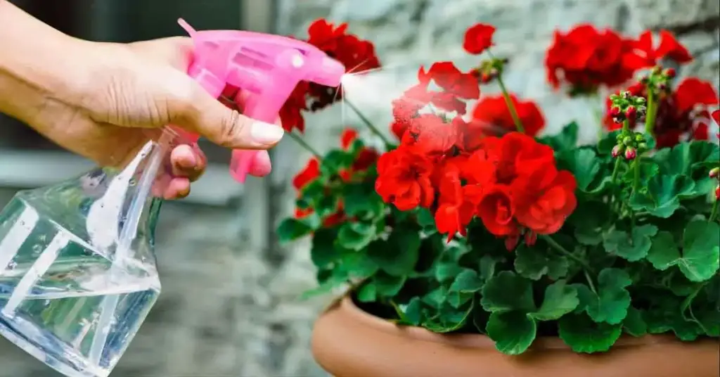 He aquí cómo tener hermosos y coloridos geranios para embellecer el jardín. – Mis Consejos Jardinería