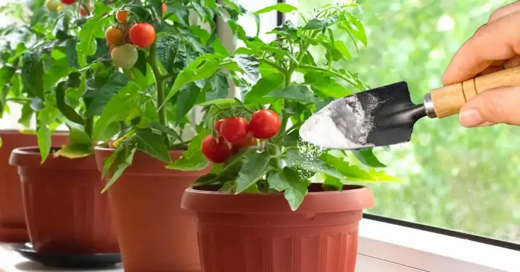 He aquí por qué los jardineros experimentados usan bicarbonato de sodio para las plántulas de tomate – Mis Consejos Jardinería