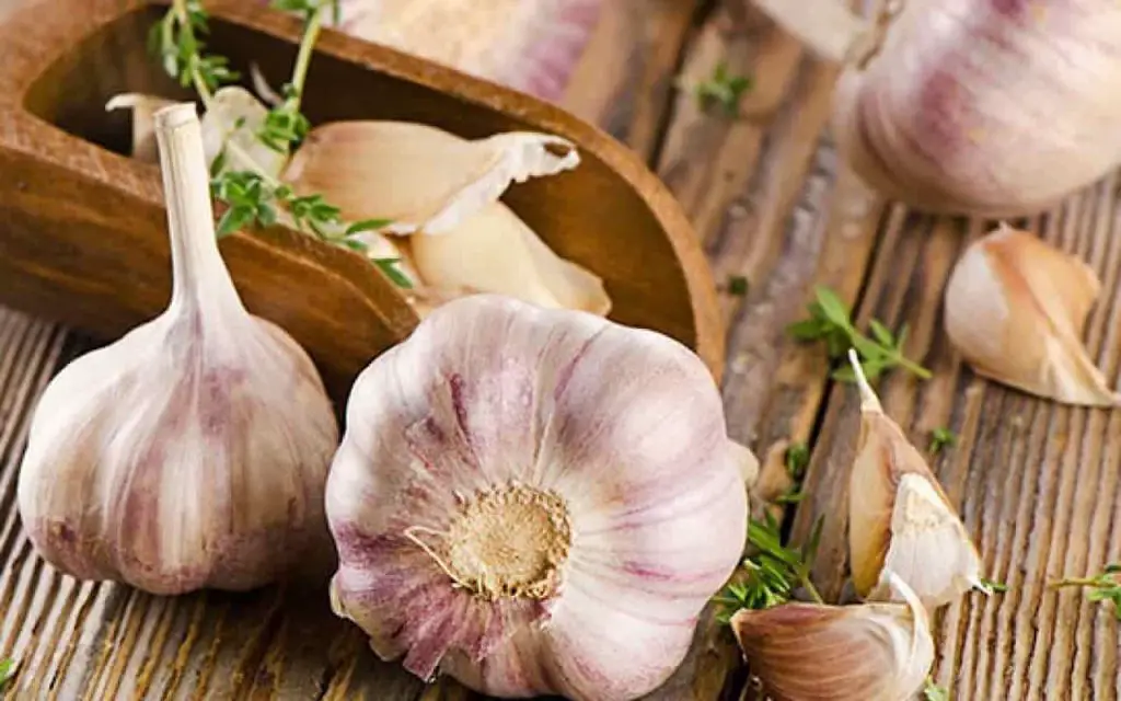 He aquí por qué todo el mundo está cultivando ajo en casa: la razón revelada – Mis Consejos Jardinería