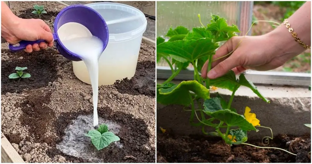 He estado regando pepinos con este estimulador de crecimiento de levadura durante 12 años. Crecen como la vida y las plagas las evitan
