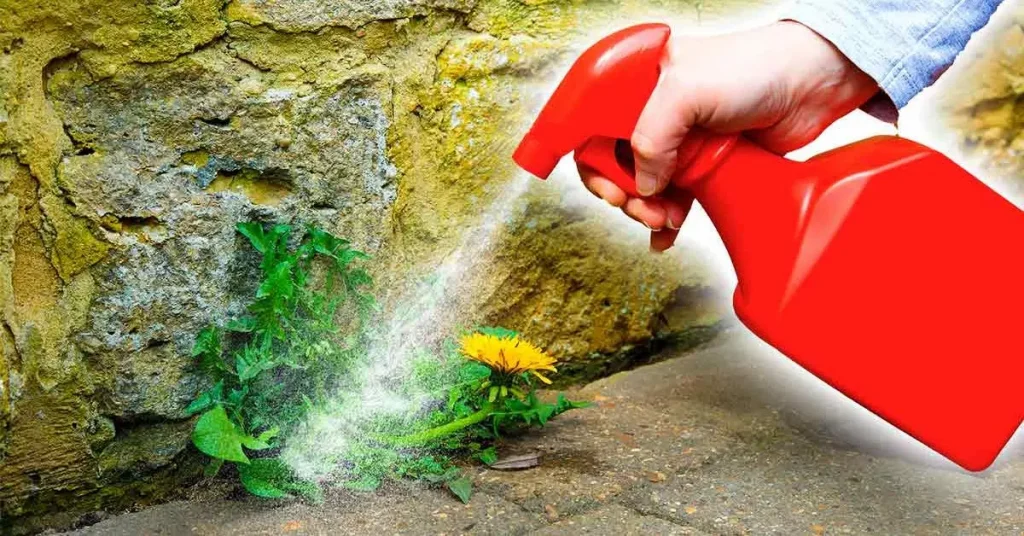 Herbicida casero con vinagre: efectivo y fácil de hacer – Mis Consejos Jardinería