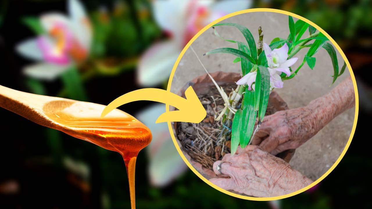 Bálsamo de orquídeas