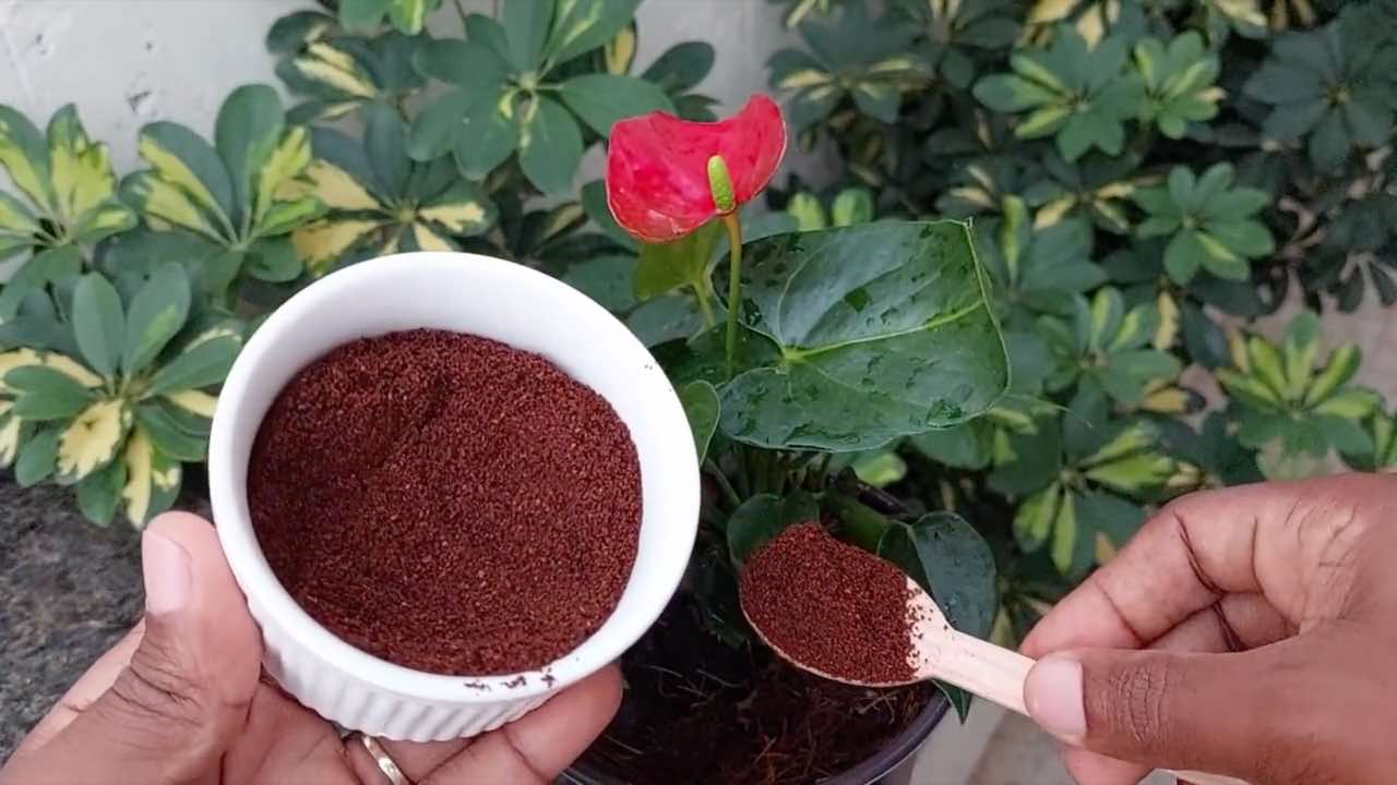 Anthurium hermoso y muy exuberante