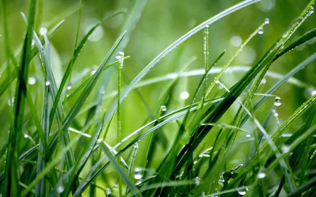 Hierba de pradera fragante: aquí se explica cómo curarla para tenerla así – Mis Consejos Jardinería