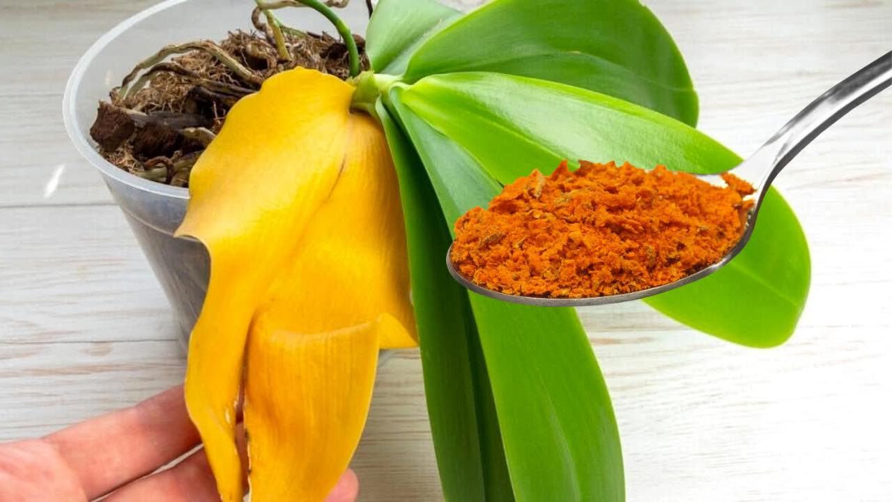 remedio orquidea