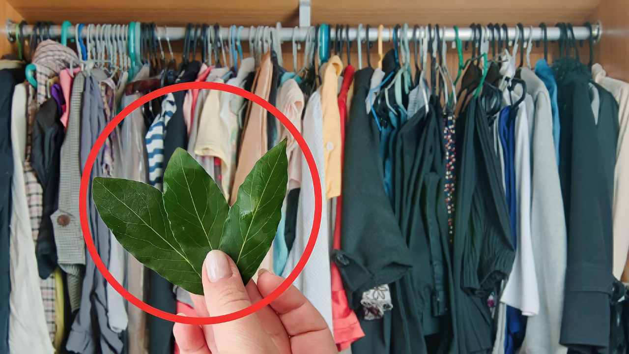 hojas de laurel