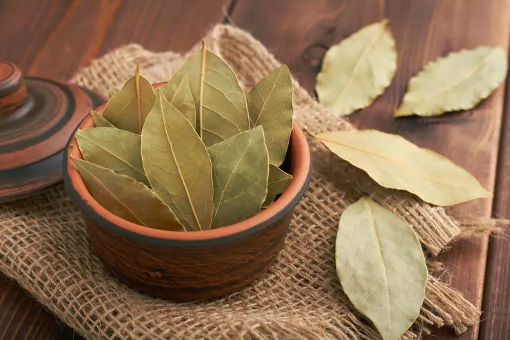 Hojas de laurel: solo 3 son suficientes para perfumar toda tu casa. ¡Solo haz eso! – Mis Consejos Jardinería