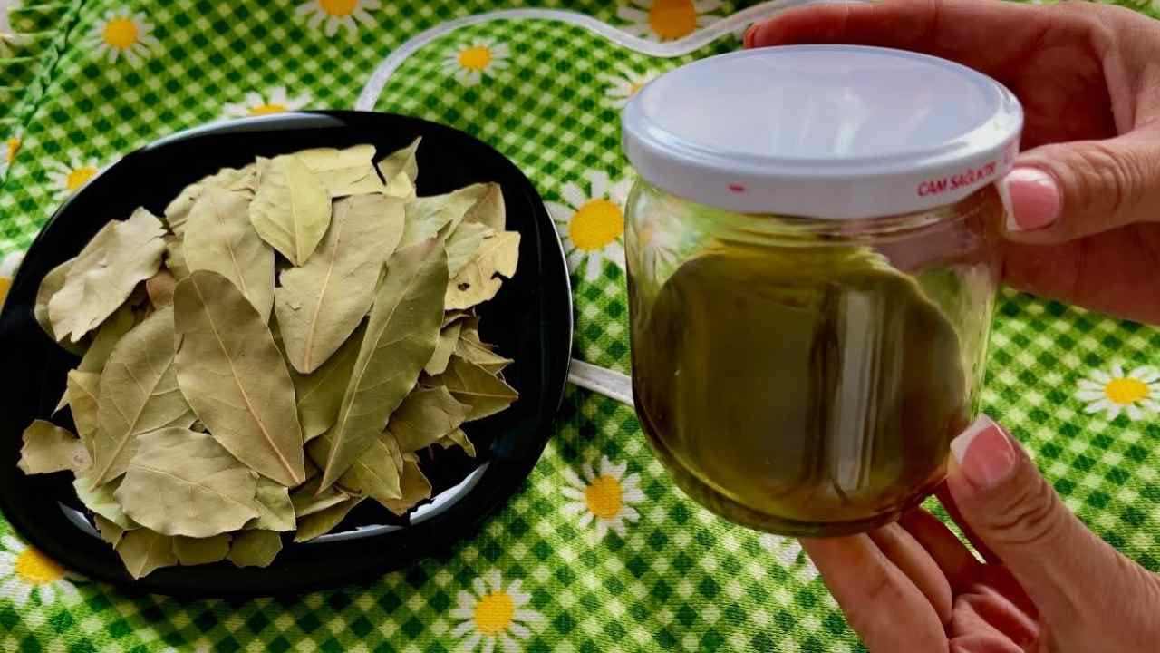 hojas de laurel y aceite