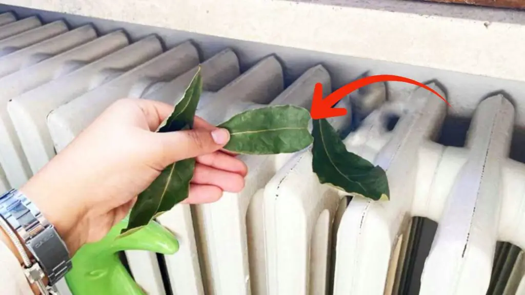 Hojas de laurel, úsalas así: no querrás dejar de hacerlo – Mis Consejos Jardinería