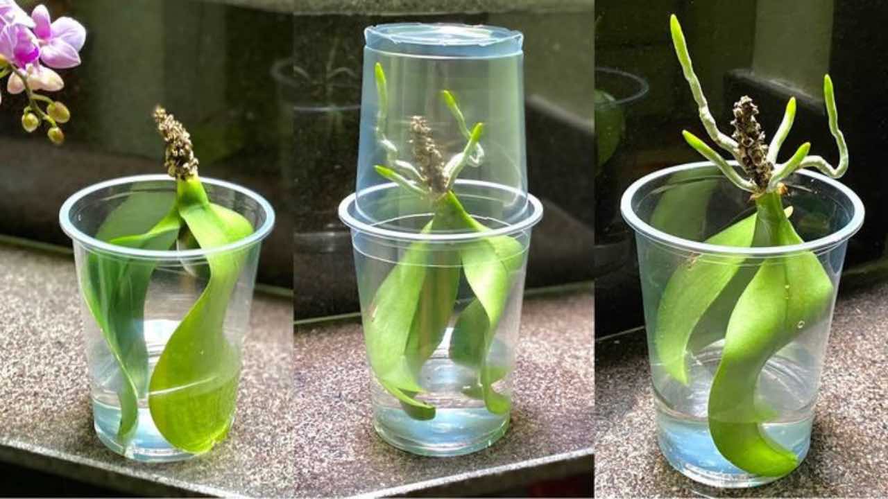 hojas de orquídea