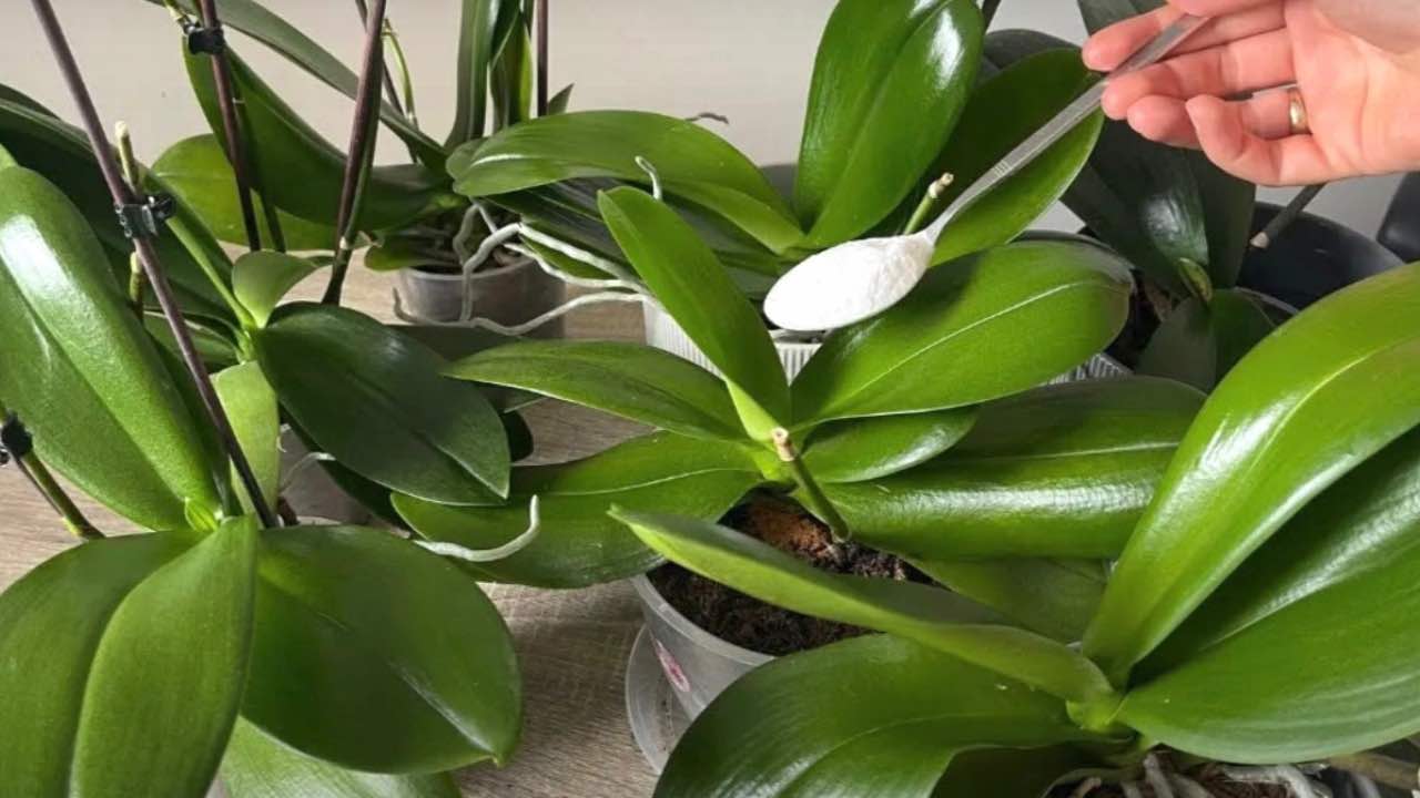 maquillaje de orquídeas