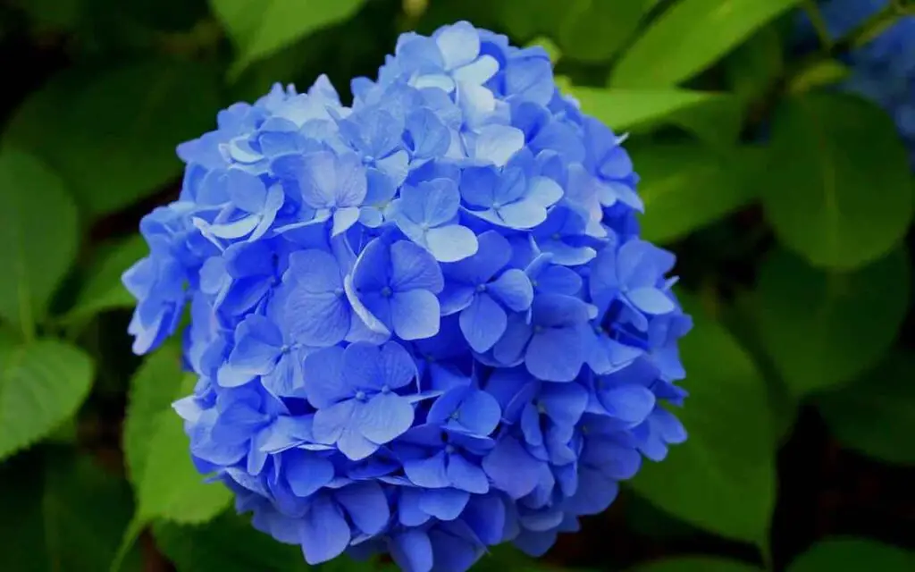 Hortensias: aquí te mostramos dónde colocarlas en casa y cómo cuidarlas mejor – Mis Consejos Jardinería