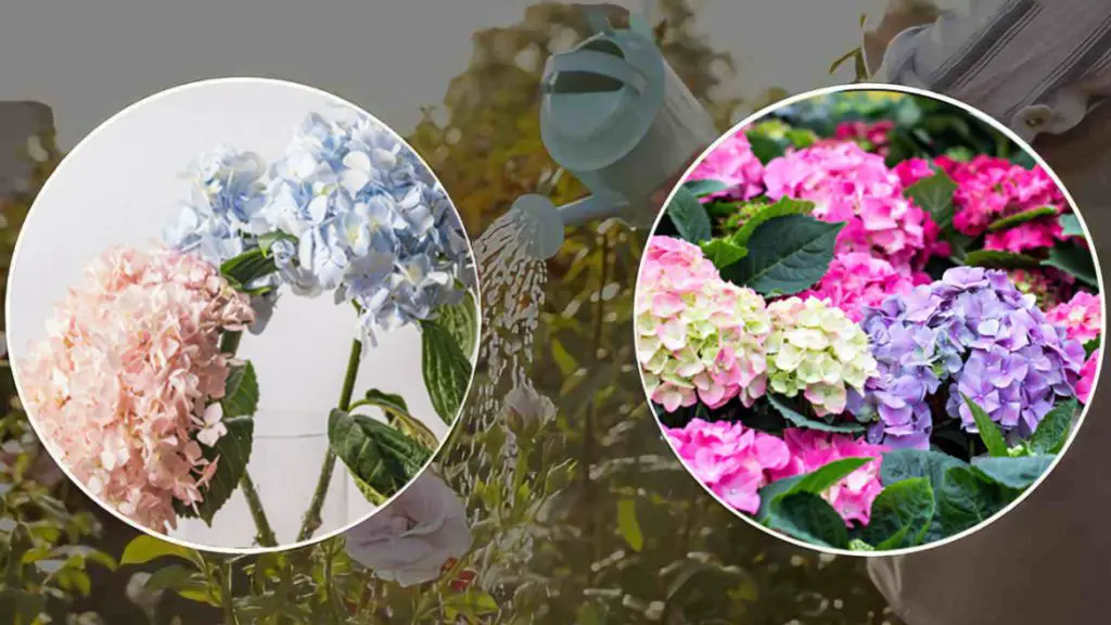 Hortensias: el secreto de las floristerías para tener floración abundante y hojas brillantes y fuertes – Mis Consejos Jardinería