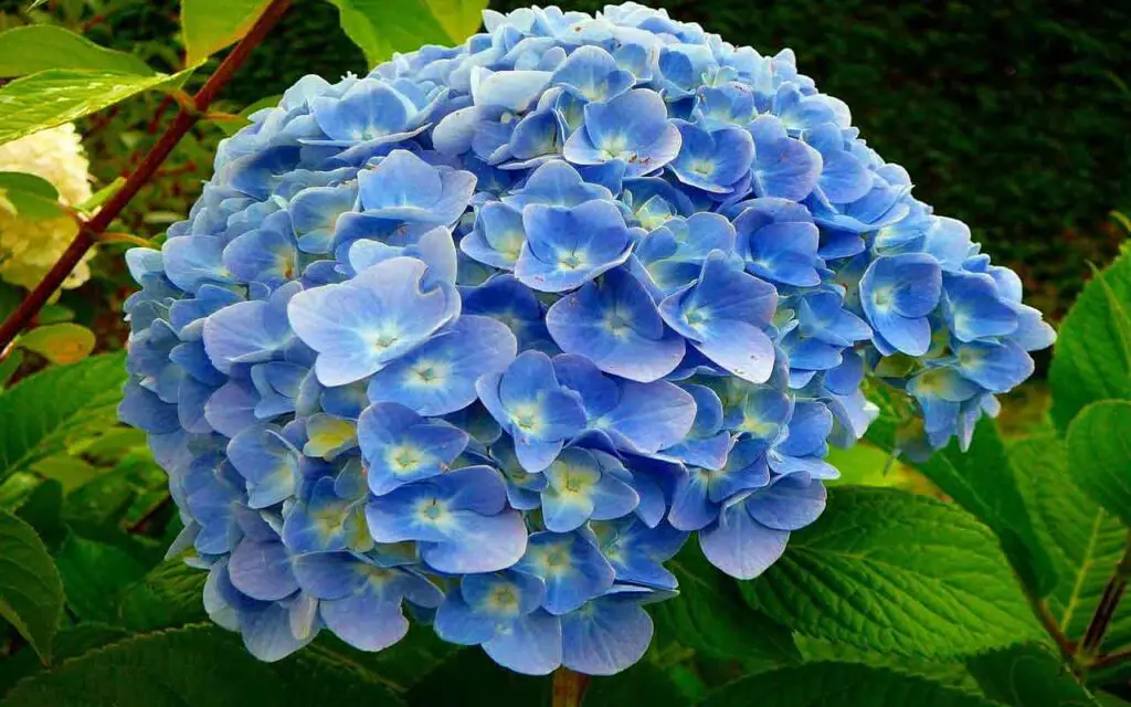 Hortensias en abril: aquí están todos los trucos para esta hermosa planta – Mis Consejos Jardinería