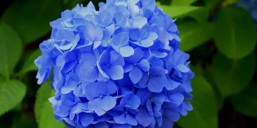 Hortensias siempre bonitas, grandes y gratis, aquí tienes el método sin coste para balcones y jardines siempre florecidos