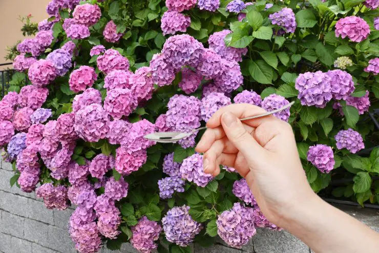 Hortensias, solo una cucharada es suficiente y en poco más de 20 horas verás ¡qué cambio! – Mis Consejos Jardinería