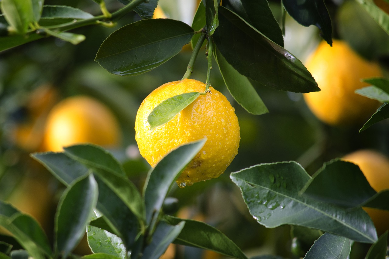 How To Grow A Lemon Tree