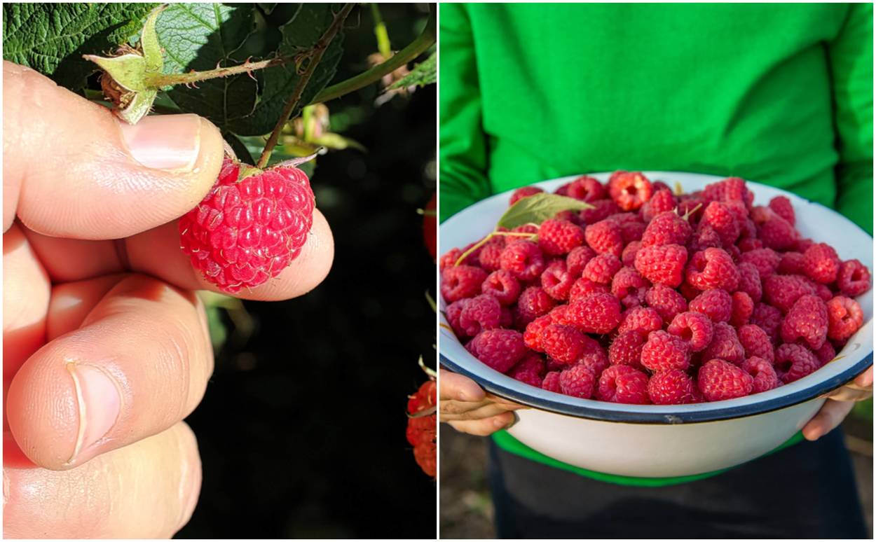 How To Grow Baskets Full of Raspberries No Matter Where You Live