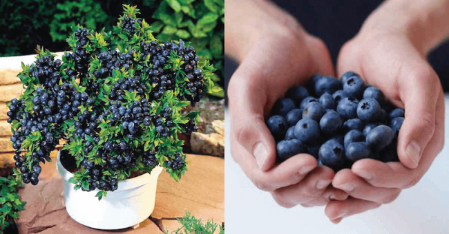 How To Grow Blueberries In Your Backyard